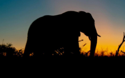 Gestión empresarial: Estrategia Safari